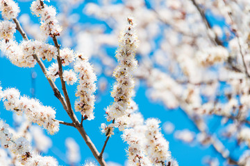 blossoming tree against the blue sky