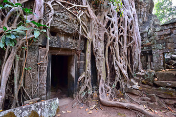 Obraz premium Ta Phrom temple ruins and tree's rubble in Siem Reap, Cambodia