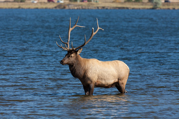 Bull Elk in Lake