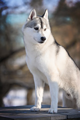 siberian husky dog winter portrait