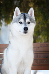 siberian husky dog winter portrait