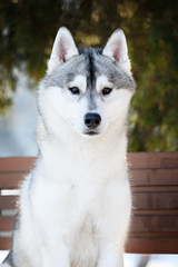 siberian husky dog winter portrait