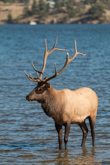 Rutting Bull Elk in Lake