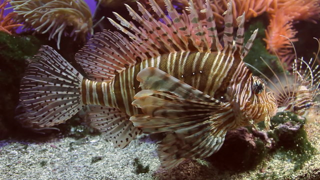 Lionfish Full Body Shot