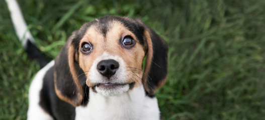 Baby Beagle dog looking up