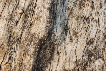 Obraz premium bark of tree background and texture