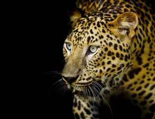 Gordijnen Luipaard portret © art9858