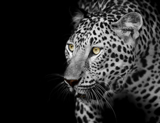 Obraz premium Leopard portrait
