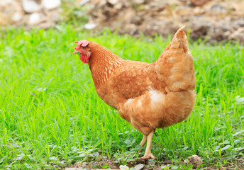 brown chicken hen in green field use for livestock in arganic na