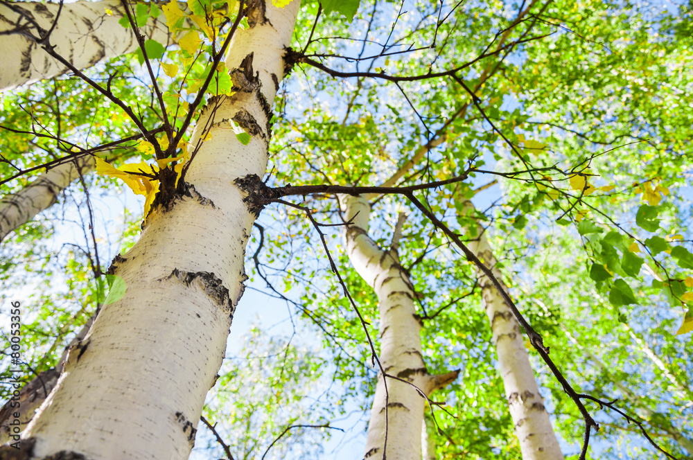 Poster green birch in spring forest