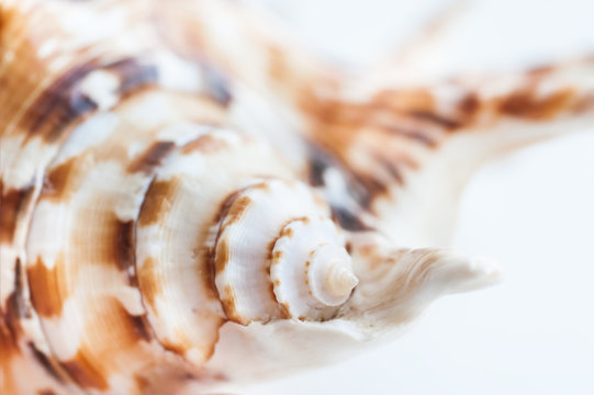 Macro image of sea shell