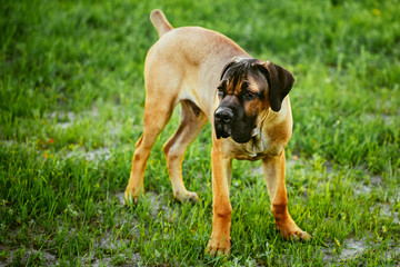 Cane Corso Whelp Puppy Standing On Green Grass