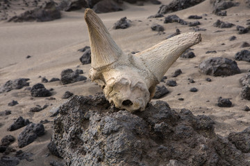 Sheep skull lies on the rocks in the desert