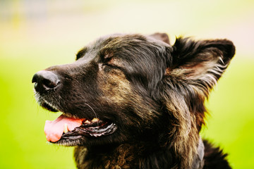 German Shepherd Dog Close Up