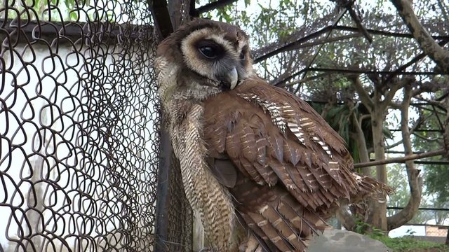 An Asian owl turning its face and blinking Eyes