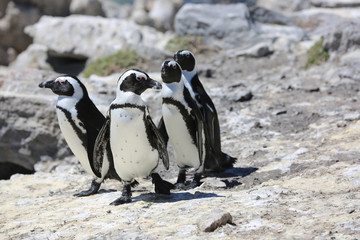 Jackass Penguins. South Africa