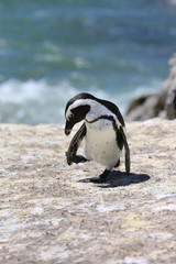 Jackass Penguin. South Africa
