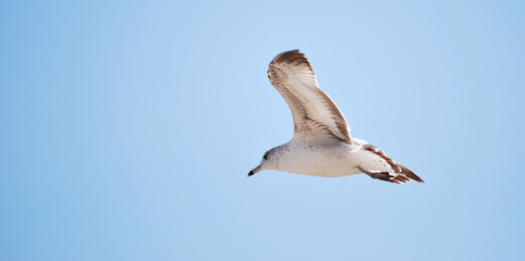 A flying seagull, Santa Monica beach, California