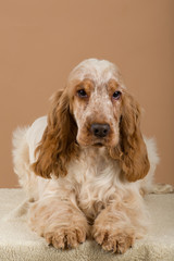 portrait of english cocker spaniel