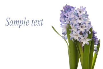 Blue hyacinths