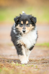 Rough collie puppy