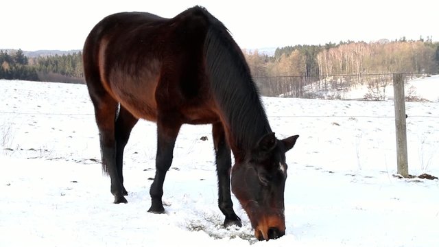 Horses grazing on winter