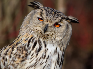 Uhu