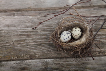 Eggs in a nest