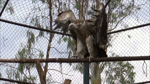 A giant vulture flapping its wings- Time-Lapse