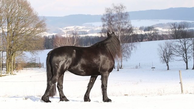 Friesian horse in a winter landscape