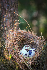 Obraz premium Quail eggs in nest on tree