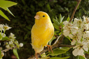 Obraz premium Springtime. canary bird on the branch.