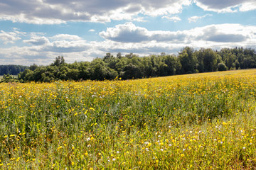 Obraz premium field of yellow flowers