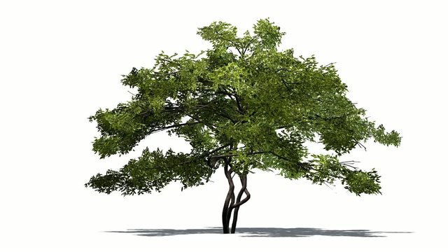 lemon tree in strong wind 2