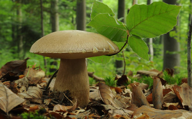 Boletus reticulatus (formerly known as Boletus aestivalis)