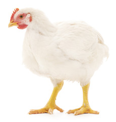 white hen