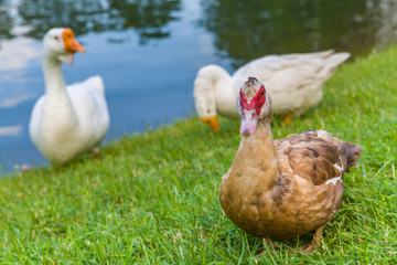 nutmeg duck
