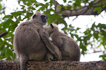 Pair of gray langurs