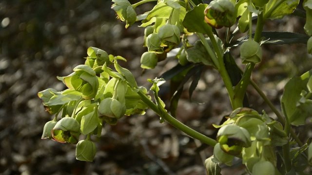 Nieswurz, Helleborus foetidus