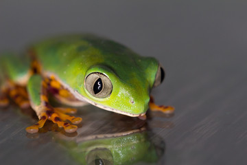 Frosch mit Spiegelung