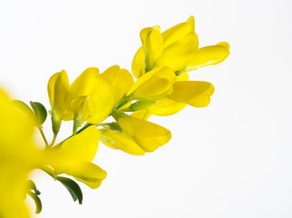 黄色の姫金雀枝