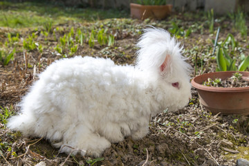 Cute fluffy angora rabbit sitting on grass and eating herbs