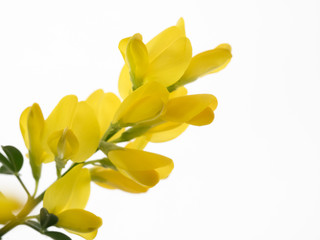 ハーブの金雀枝