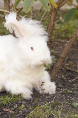 Fluffy angora rabbit eating herbs on grass