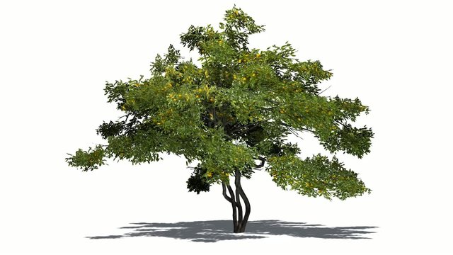 lemon tree fruit in wind