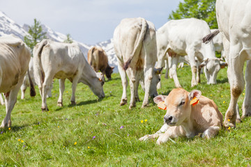 Fototapeta na wymiar Free calf on Italian Alps
