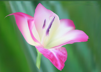 Obraz premium gladiolus bloom on green background