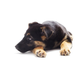 puppy on a white background isolated