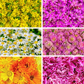 Set of textures different flowers