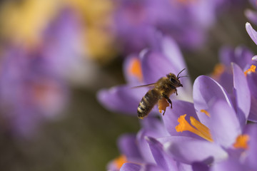 The bee - symbol of the spring